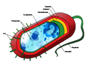 Organisch printen bacterie